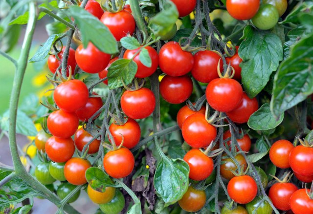 Cherry tomatoes